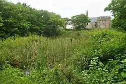 a pond overgrown with plants, there are trees and stone buildings in the background