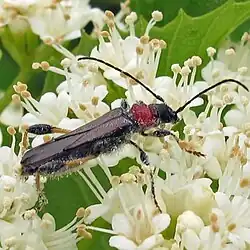 Callimoxys sanguinicollis