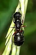 The large Hercules ant (Camponotus herculeanus) has established in some of the plantations here. It is either rare or absent from the rest of Denmark.[10]