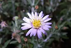 Daisy-like flower with a yellow center and many lavender rays