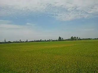 A wet rice field in Quỳnh Phụ rural district.