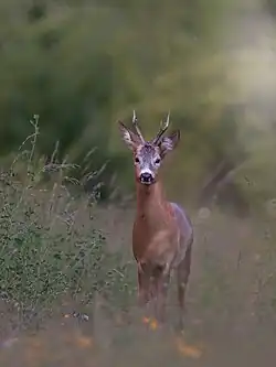 Roe deer.