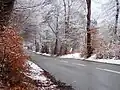 Forest road in winter