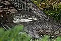 Cuddles the Carpet Python local resident in the Spectacle Garden.