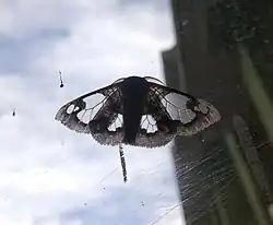 Carriola fenestrata moth