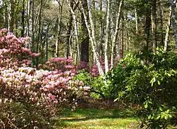 Rhododendron garden.