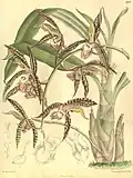 1905 illustration