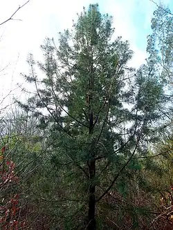 Cathaya argyrophylla