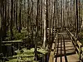 Catwalk through Bald Cypress Swamp