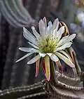 Cereus jamacaru flower - Tunisia