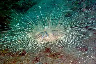 Chaetodiadema granulatum