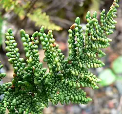 The tip of a fern leaf, light green in color and leathery in texture, the edges of whose segments roll under making them appear round and bead-like