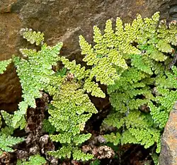Light green fern fronds made of beadlike segments upright in a rock crevice