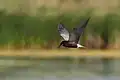 Black Tern