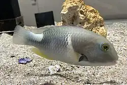 Juvenile, in captivity