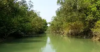 Mangroves at Char Kukri-Mukri Wildlife Sanctuary