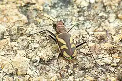 Cicindela calligramma