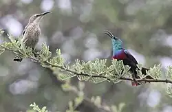 two sunbirds; the one on the left pale greyish-brown with dark-streaked cream white underparts, and the one on the right with brownish body, blue-green head and mantle, and red and purple bands on breast
