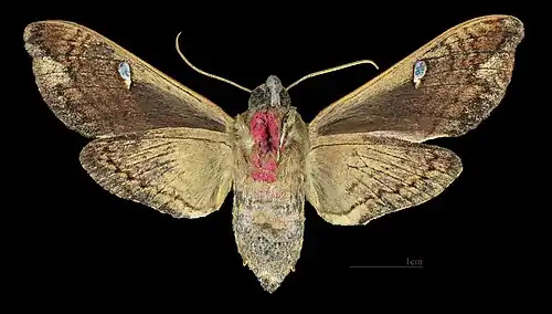 Cizara ardeniae ♀ △