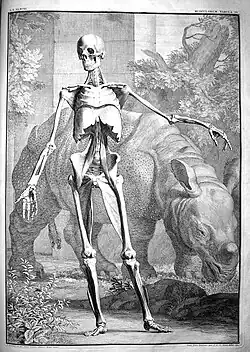 Jan Wandelaar: A human skeleton with rhinoceros Clara.