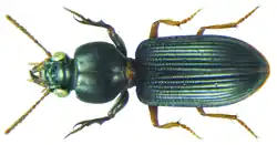 Clivina tranquebarica