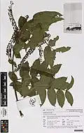 Herbarium specimen