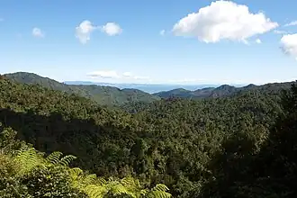 Photograph of Coromandel Forest Park