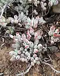 Cotyledon papillaris (grey form)
