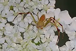 American Green Crab Spider (Misumessus oblongus)