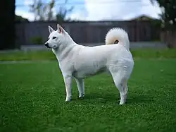 A "white" (also called "cream") Shiba Inu