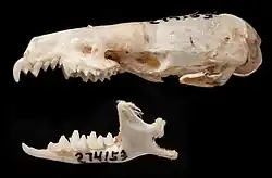 Species skull