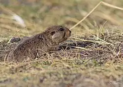 Brown rodent