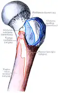 Insertion at the greater trochanter.