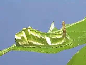 Larva