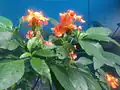Hostplant: Crossandra infundibuliformis (firecracker flower)