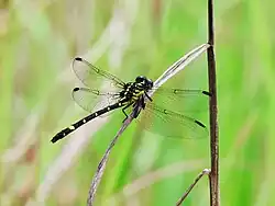 Female Dark hunter North Queensland
