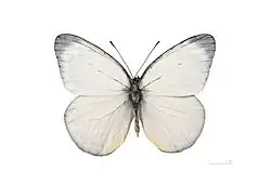 Male, dorsal side
