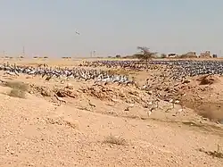 Demoiselle Cranes at Khichan.