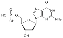 Skeletal formula of deoxyguanosine monophosphate