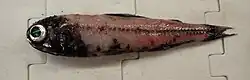 A small pink fish on a white plastic conveyor belt. The fish has a bullet shaped, large head with a huge silver-irised eye with a green retina. The scales on the body are missing and it is coloured a fleshy pink colour, aside from the dark lateral line scales and the light organs on the underside, some of which are deep, sapphirine blue.