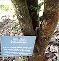 Sign at the foot of a young Mauritian ebony at Monvert gardens