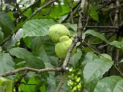 Two fruits, one with an aborted valve