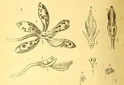 Dipodium elegans - Icones Bogorienses V2 Tab CXXII A (1903-06)