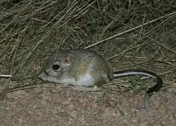 Brown and white long-tailed rat