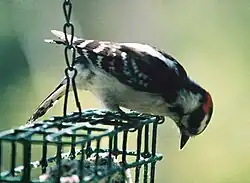 Downy Woodpecker on feeder