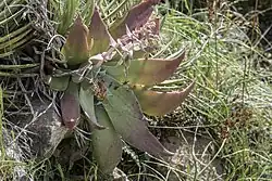 With old flowers and newly emerging stalk