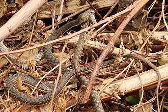 Eating a tessellated water snake