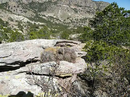 Habitat in Coneto Pass, Durango