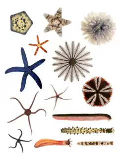 Various Echinodermata from all extant classes.