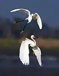 Image 24Egrets are herons which have white or buff plumage, and develop fine plumes (usually milky white) during the breeding season.. The pictured specimens were photographed at Sundarbans East Wildlife Sanctuary, Bagerhat. Photo Credit: Md shahanshah bappy